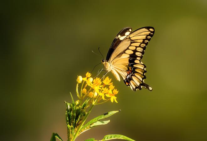 Nature-Based-Solutions-2_0.jpeg